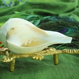 इस दिन शंख का पूजन करने से बदल जायेंगे आपके भाग्य