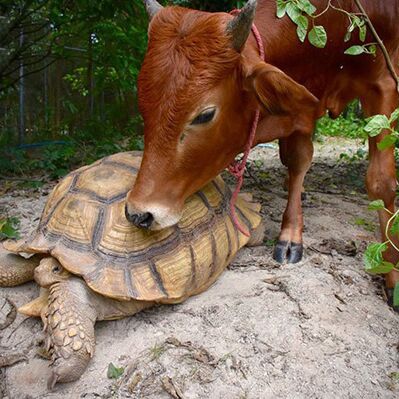 गाय के प्यार में गिरफ्तार हो गया कछुआ, दोनों रहते हैं हमेशा साथ- देखिये तस्वीरें