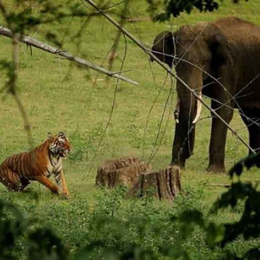 рдмрд╛рдШ рдФрд░ рд╣рд╛рдерд┐рдпреЛрдВ рдХреЗ рдмреАрдЪ рдЪрд▓ рд░рд╣рд╛ рд╕рдВрдШрд░реНрд╖: рдЬрд┐рдо рдХреЙрд░реНрдмреЗрдЯ рдмрд╛рдШ рдФрд░ рд╣рд╛рдерд┐рдпреЛрдВ рдХреЗ рдмреАрдЪ рдЪрд▓ рд░рд╣рд╛ рд╕рдВрдШрд░реНрд╖: рдЬрд┐рдо рдХреЙрд░реНрдмреЗрдЯ