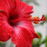 गुड़हल का फूल, बालों के लिए बेहद लाभकारी है जानिए कैसे...