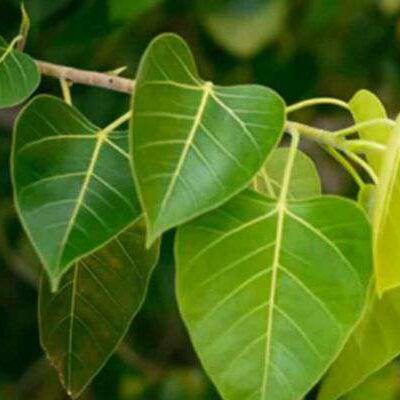 हफ्ते में इस दिन पीपल का पेड़ छूने से आपको मिलेगा लाभ... हफ्ते में इस दिन पीपल का पेड़ छूने से आपको मिलेगा लाभ...