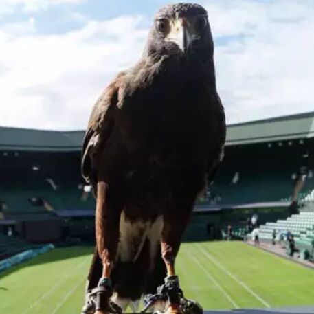 ये बाज़ पुरे 10 साल से Wimbledon कोर्ट की कर रहा है निगरानी