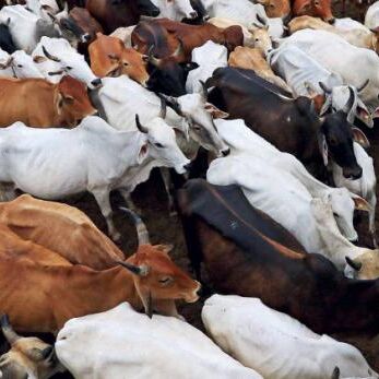 ना लोग ना पैसा, देश के पहले गो अभ्यारण्य ने गायों के लिए बंद किए दरवाजे