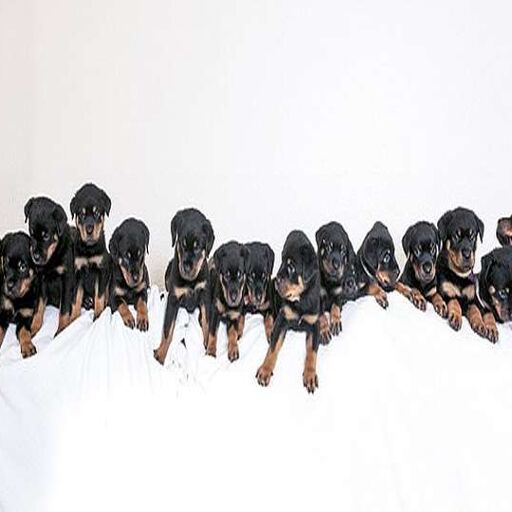 टेन में कुतिया ने एक साथ 16 पिल्‍लों को दिया जन्‍म, मालिक हुए हैरान