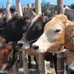 गोकशी की सूचना पर एक घर में मारा छापा, नजारा देख दंग रह गई पुलिस