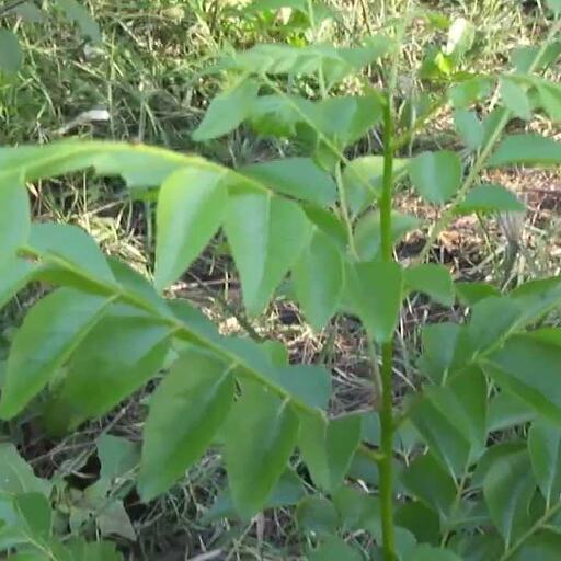 मिलेगा जबरदस्त लाभ, घर में ले आएं इनमें से कोई भी 1 पौधा