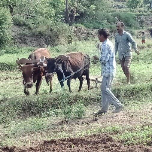 उत्तराखंड में दो लाख से ज्यादा किसानों ने छोड़ दी खेती, हाईकोर्ट ने जताई चिंता उत्तराखंड में दो लाख से ज्यादा किसानों ने छोड़ दी खेती, हाईकोर्ट ने जताई चिंता