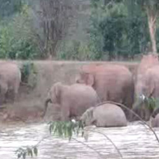 हाथियों से परेशान हुआ दर्जनों गांव, फसल और कच्चे मकानों को किया बर्बाद