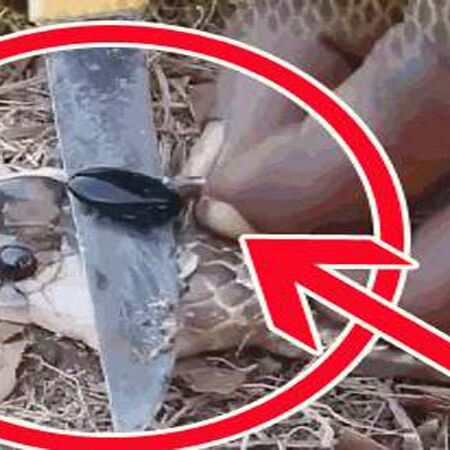 इस तरह 10 सेकेंड में पहचानें सांप के पास नागमणि है या नहीं और सांप इसे छिपाकर कहां रखता है...