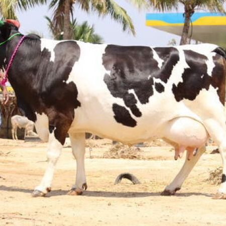 ये है 22 करोड़ की गाय, देती है इतना दूध की टेंकर भर जाए