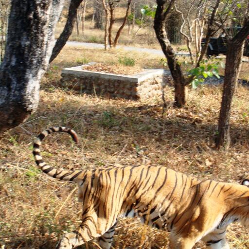 सड़क पर टहलता दिखा शेर तो लोगों की डर से निकली जान...