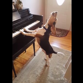 पियानो बजाकर ये कुत्ता दिखा रहा अपना हुनर: VIDEO