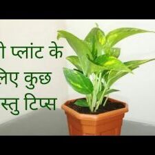 वास्तु शास्त्र: इन बातों का रखें ध्यान, वरना नहीं मिलेगा मनी प्लांट का लाभ...