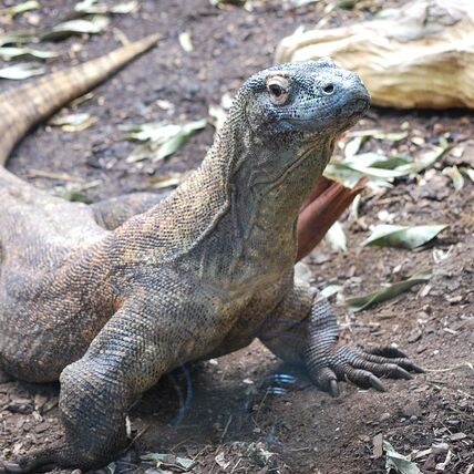 ऑनलाइन आर्डर कर मंगवाई थी साइकिल, पार्सल में निकला कुछ ऐसा देखकर निकल गई चीख