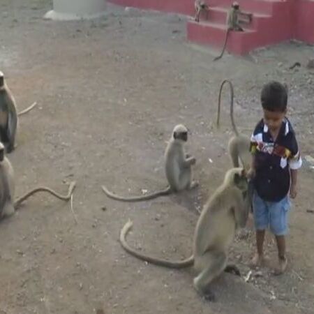 मुस्लिम महिला ने बंदर के नाम की लाखों की जायदाद, घर में मंदिर भी बनाया