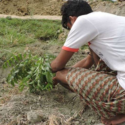 स्वच्छता की अनोखी पहल: खुले में शौच की सजा, नीम के पांच पौधे लगाओ