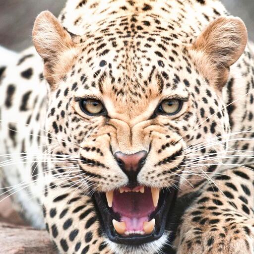 रायवाला में छत पर सो रहे मजदूर पर गुलदार ने किया हमला और घसीट कर झाड़ी में ले गया