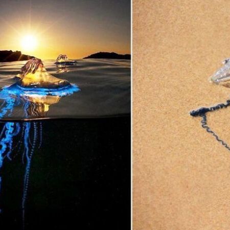 मुंबई के समुद्री तटों पर छा रहा जेली फिश का कहर मुंबई के समुद्री तटों पर छा रहा जेली फिश का कहर