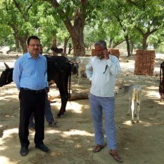 छुट्टा पशुओं की समस्या से छुटकारे के लिए एक और कदम, गौ-आश्रय स्थलों के लिए बनेगा कोष छुट्टा पशुओं की समस्या से छुटकारे के लिए एक और कदम, गौ-आश्रय स्थलों के लिए बनेगा कोष