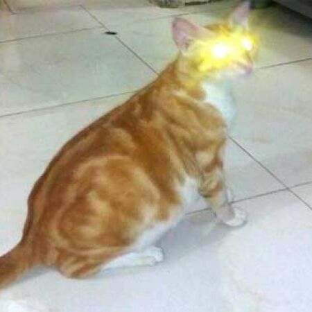 ऐसी बिल्ली जो बदलती है अपना रंग