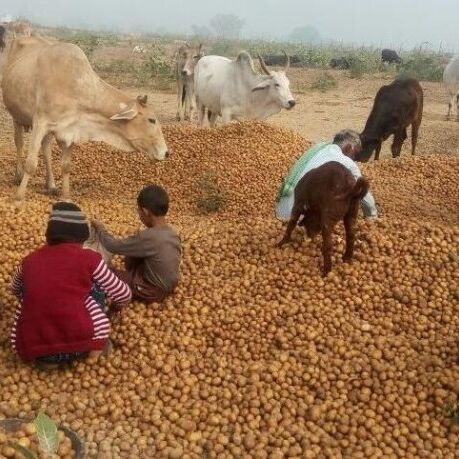 20 पैसे प्रति किलो पहुंचा आलू का दाम, लागत न निकलने से सड़क पर फेंक रहे किसान