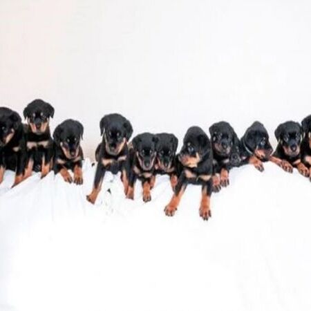 कुतिया ने एक साथ दिया 16 बच्चों को जन्म, भारी परेशानी मालिक को झेलनी पड़ रही... कुतिया ने एक साथ दिया 16 बच्चों को जन्म, भारी परेशानी मालिक को झेलनी पड़ रही...