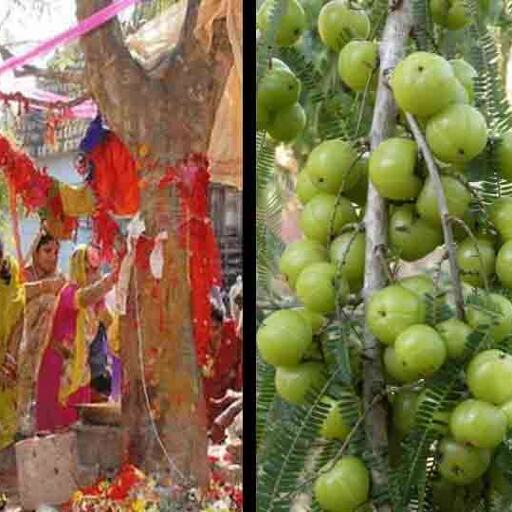 इस वजह से जरूर करना चाहिए आंवले के पेड़ के नीचे भोजन इस वजह से जरूर करना चाहिए आंवले के पेड़ के नीचे भोजन