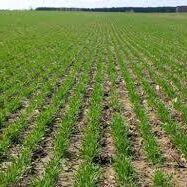 खेती के लिए खरीदनी है जमीन तो SBI की इस स्कीम का उठाएं फायदा