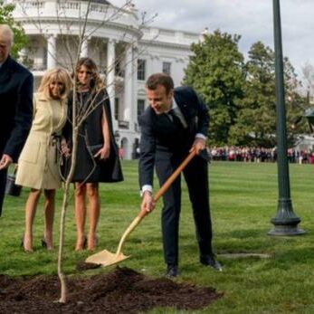 व्हाइट हाउस में ट्रंप-मैक्रों का लगाया पौधा हफ्तेभर में हुआ गायब