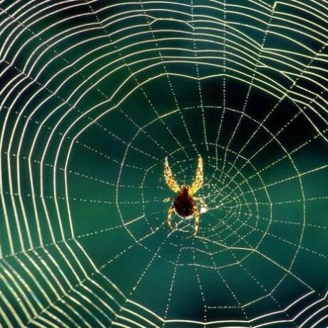 घर में मकड़ी का जाला माना जाता है अशुभ, हमेशा होती है धन की हानि