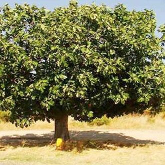 40 साल पहले मर चूका शख्स पेड़ की शक्ल में हुआ जिंदा...