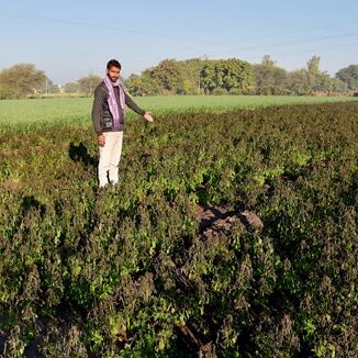 MP में ठंड का कहर, इंदौर सहित दस जिलों में पाले से फसलें बर्बाद