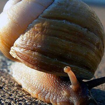 जलवायु परिवर्तन के कारण समुद्री घोंघों का जिंदा रहना हुआ मुश्किल, खोल पर पड़ रहा असर जलवायु परिवर्तन के कारण समुद्री घोंघों का जिंदा रहना हुआ मुश्किल, खोल पर पड़ रहा असर