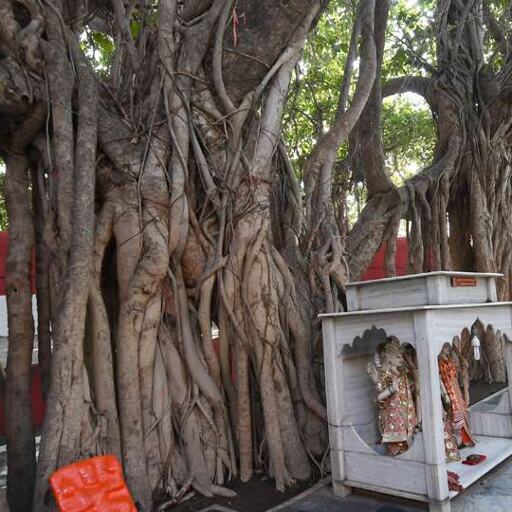 अक्षयवट दर्शन और परिक्रमा करेंगे सीएम योगी, सरस्वती कूप में होगी मूर्ति की प्राण प्रतिष्ठा