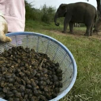 कहीं आपने हाथी की पोट्टी वाली कॉफी तो नहीं पी ली?