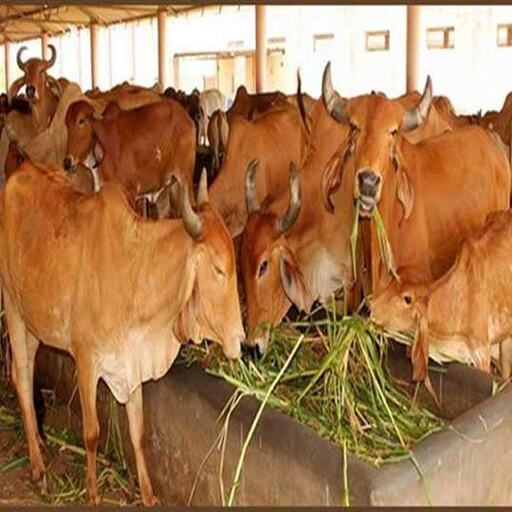 नहीें चेते तो पीना पड़ेगा जहरीला और नकली दूध, यह लापरवाही पड़ेगी भारी