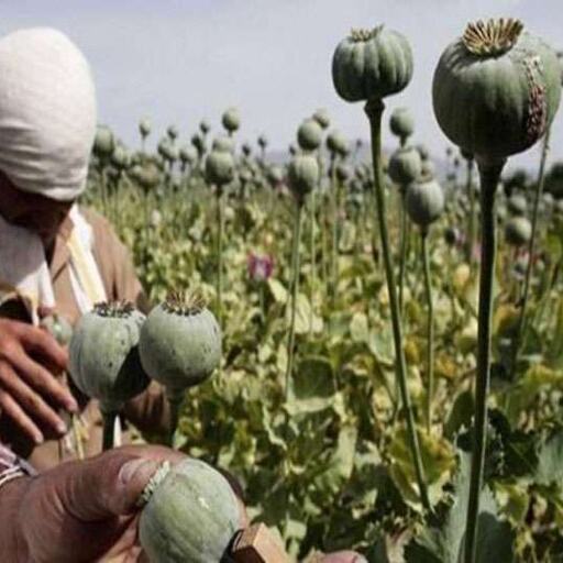 नक्सली हो जाएंगे मालामाल, यहां पहाड़ियों की तलहटी में लहरा रही अफीम की खेती