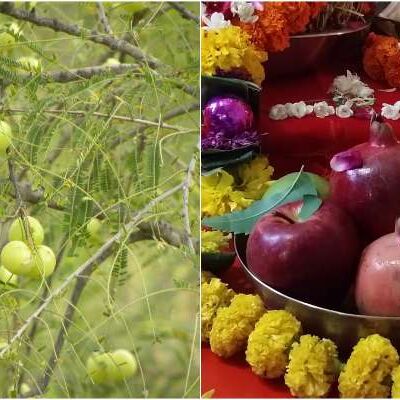 इसलिए की जाती है आंवले के पेड़ की पूजा