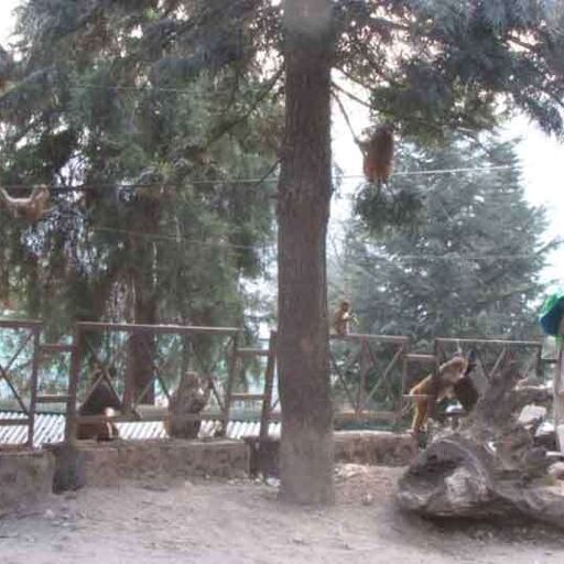 चमोली जिले में बंदरों ने छीना लोगों का चैन, पहुंचा रहे नुकसान