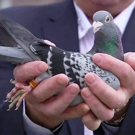 करोड़ों में बिकता है ये कबूतर, इसकी खासियत जानिए क्या है...