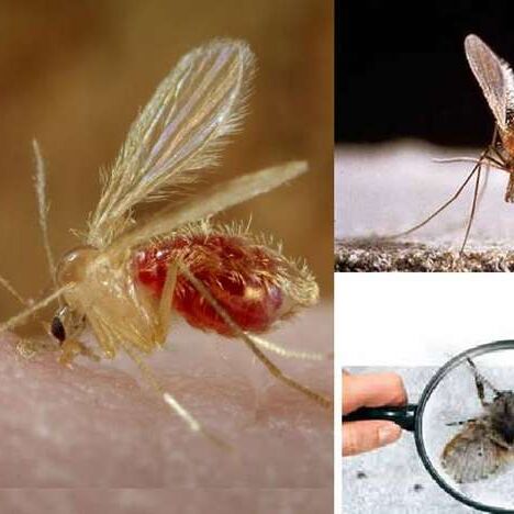 जरा हटकर है मक्खियों का यह बैंक, फायदे जानकार हैरान रह जाएंगे आप