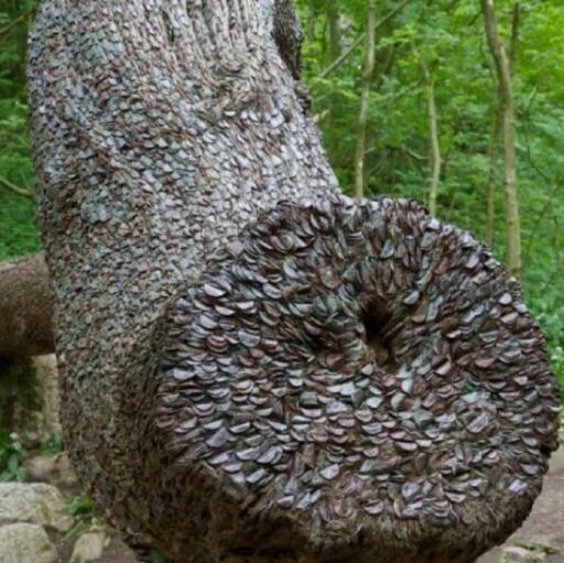 कौन कहता है पेड़ों पर पैसे नहीं उगते, यहां तो उगते हैं, देख कर हैरान रह जाएंगे