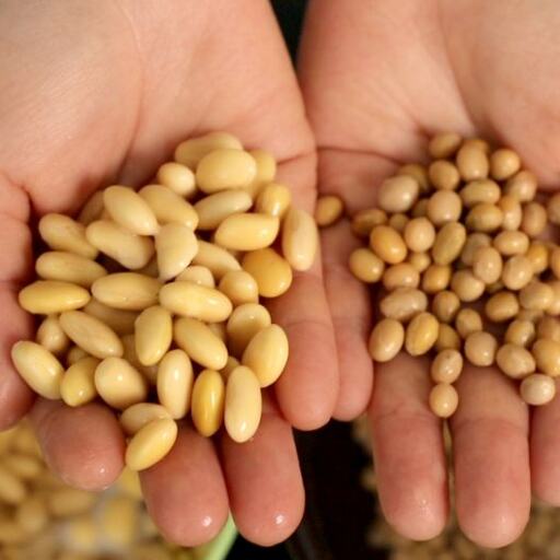 त्वचा को खूबसूरत और चमकदार बनाता है सोयाबीन मास्क