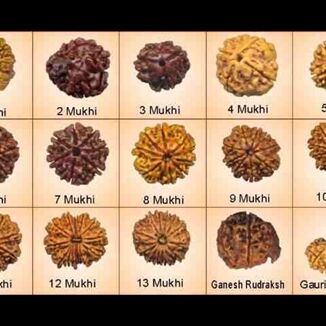 करें असली और नकली रुद्राक्ष की पहचान