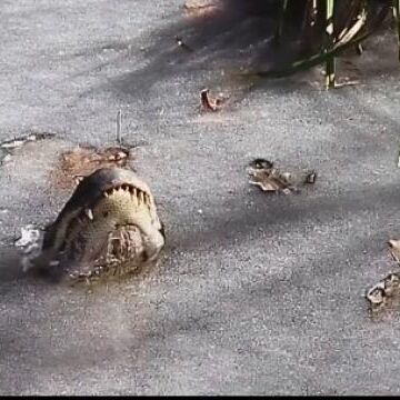 -40 डिग्री तापमान में मगरमच्छ का हुआ ऐसा हाल, सोशल मीडिया पर वायरल होने लगा वीडियो