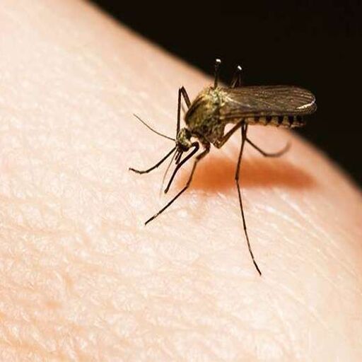 बिहार में डेंगू का कहर: 245 नए मरीज मिले, पटना में एक डॉक्टर की मौत