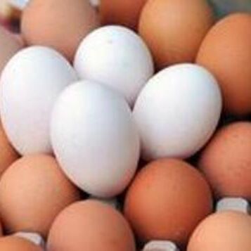 अंडा मांसाहारी है या शाकाहारी? वैज्ञानिकों ने दुनिया के सामने रख दिया सबूत
