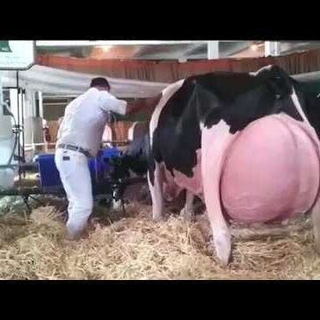 ये है दुनिया की सबसे महंगी और अनोखी गाय, कीमत सुनकर चौंक जायेंगे ये है दुनिया की सबसे महंगी और अनोखी गाय, कीमत सुनकर चौंक जायेंगे