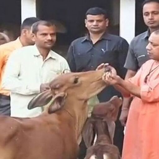 UP के नगर निगमों में आवारा गोवंश के रखरखाव के लिए 17.52 करोड़ की मंजूरी