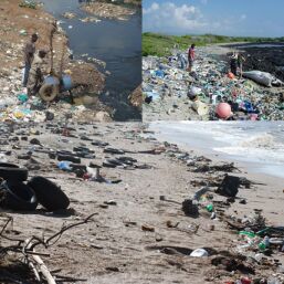 World Ocean Day 2019: 10 लाख पक्षी, समुद्री प्रदूषण से हर साल मर रहे...